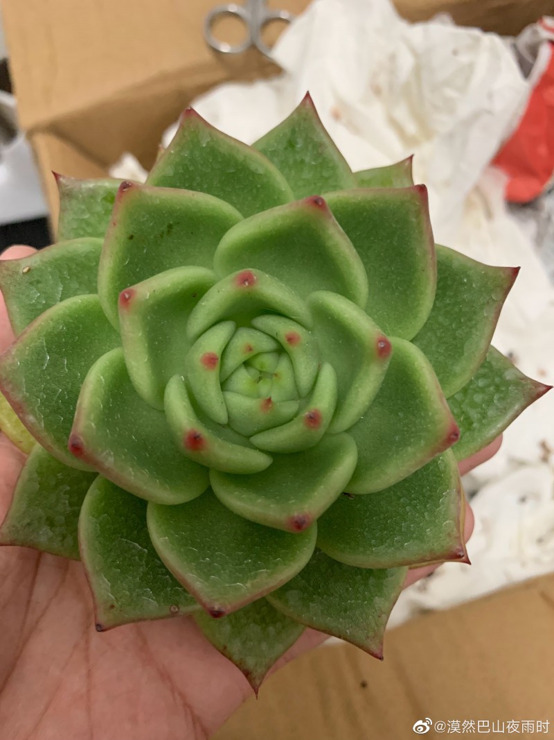 蓝龙 Echeveria Agavoides 'Blue Dragon'