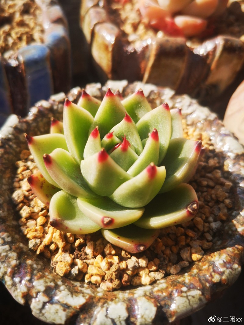 蓝龙 Echeveria Agavoides 'Blue Dragon'