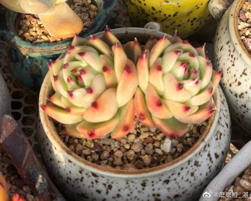 蓝龙 Echeveria Agavoides 'Blue Dragon'