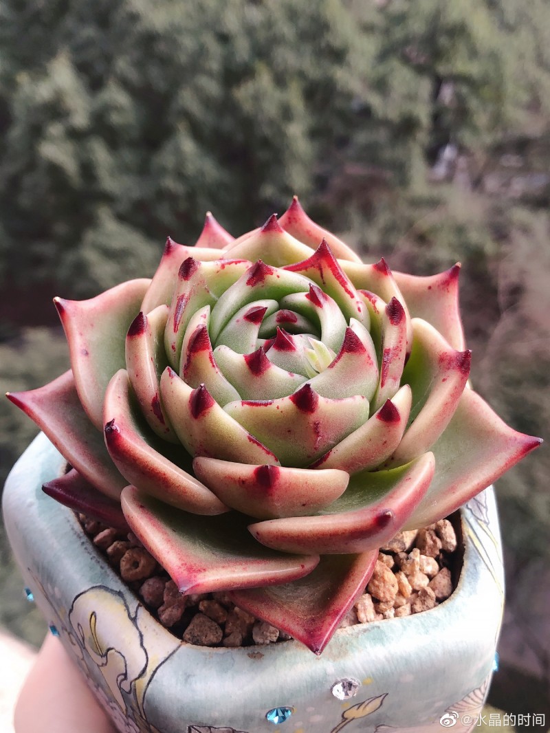 蓝龙 Echeveria Agavoides 'Blue Dragon'