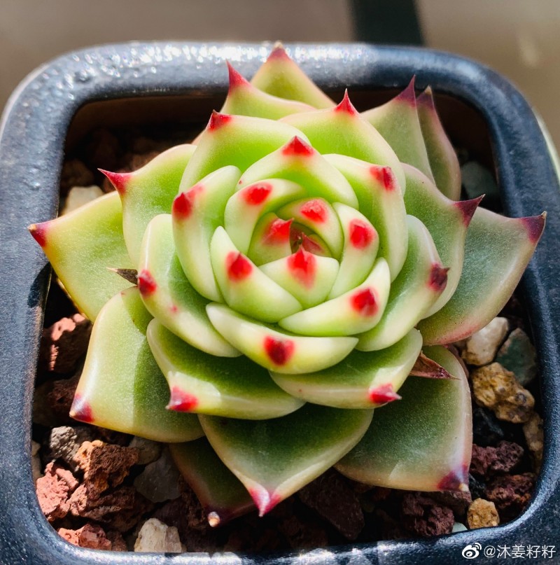 蓝龙 Echeveria Agavoides 'Blue Dragon'