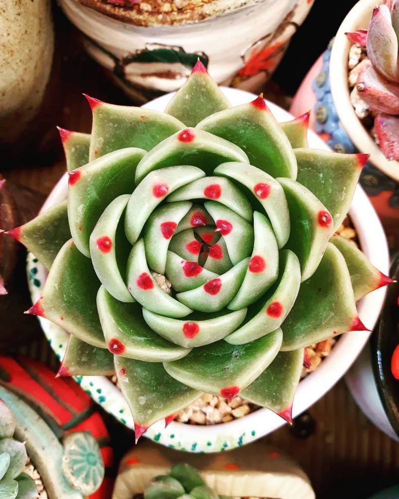 蓝龙 Echeveria Agavoides 'Blue Dragon'