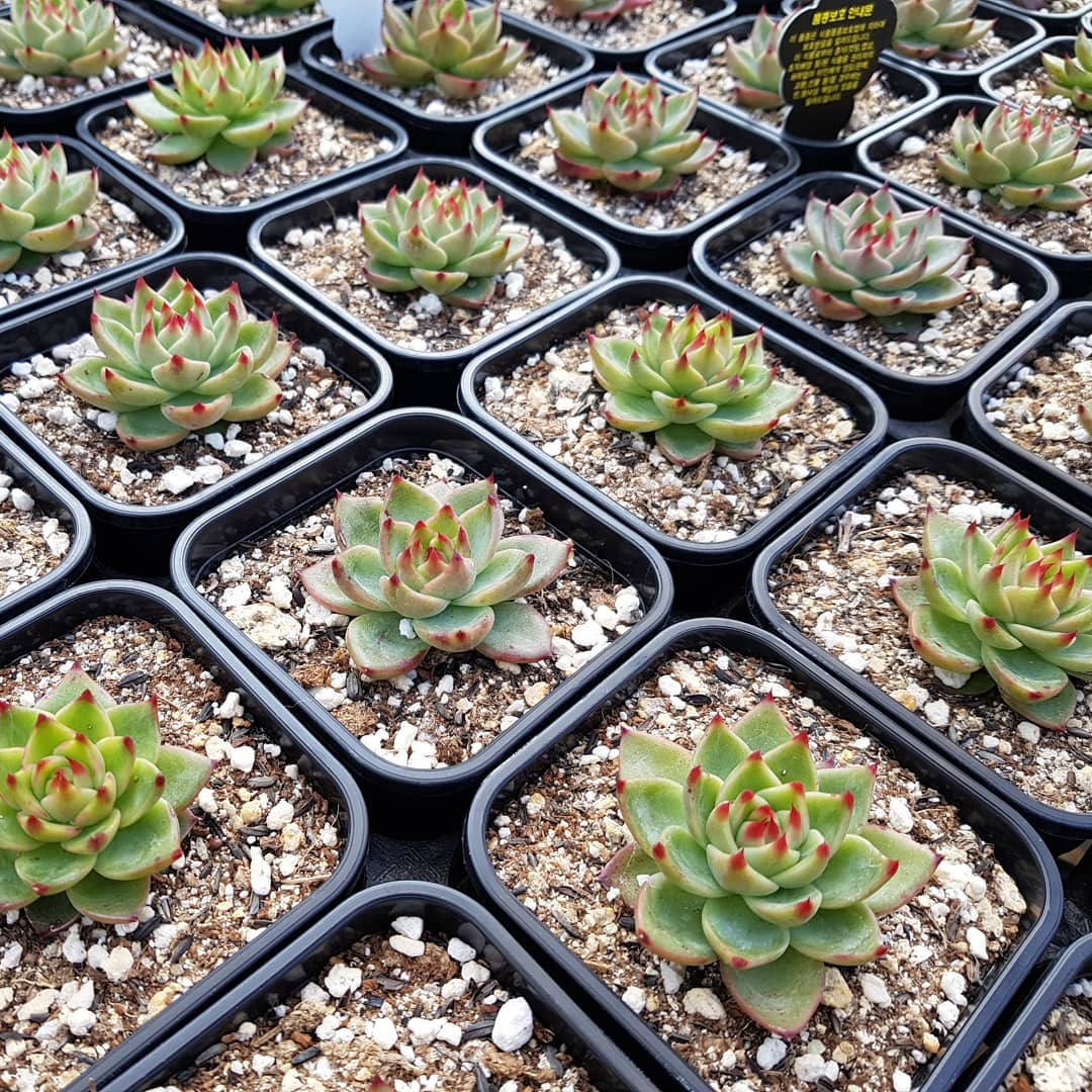 蓝龙 Echeveria Agavoides 'Blue Dragon'