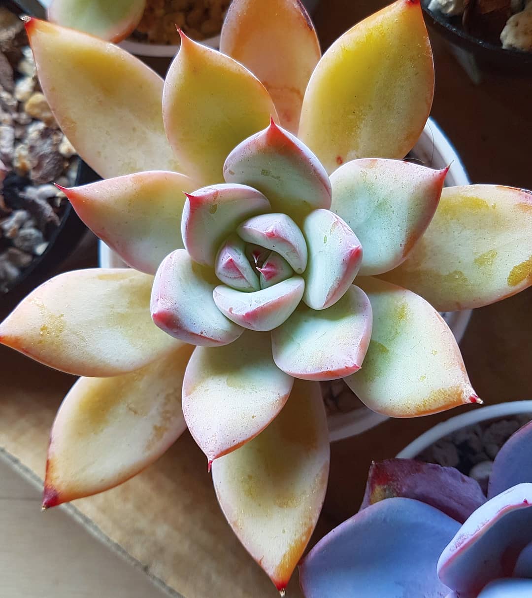 蓝山 Echeveria 'Blue Mountain'