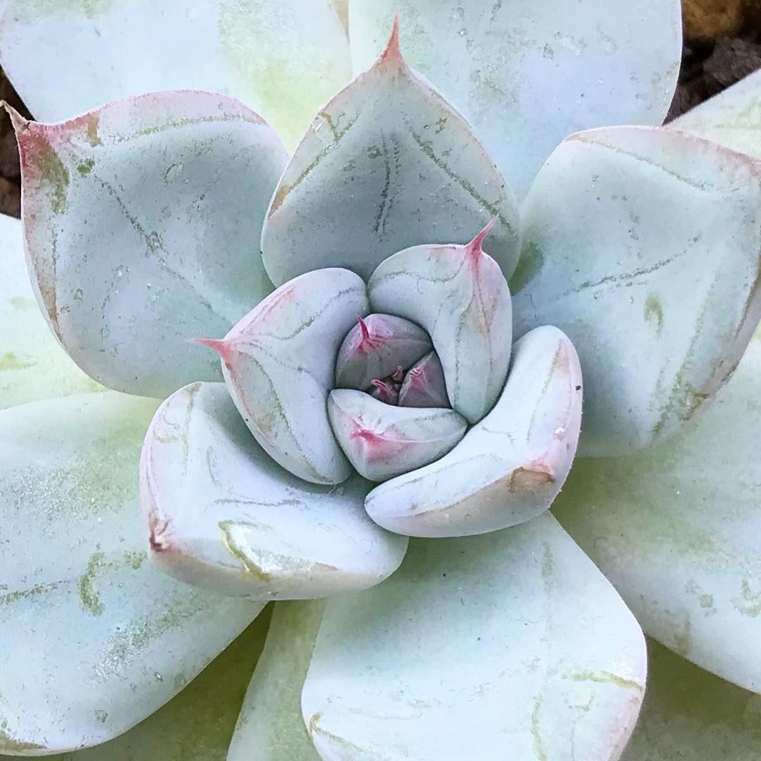 蓝山 Echeveria 'Blue Mountain'