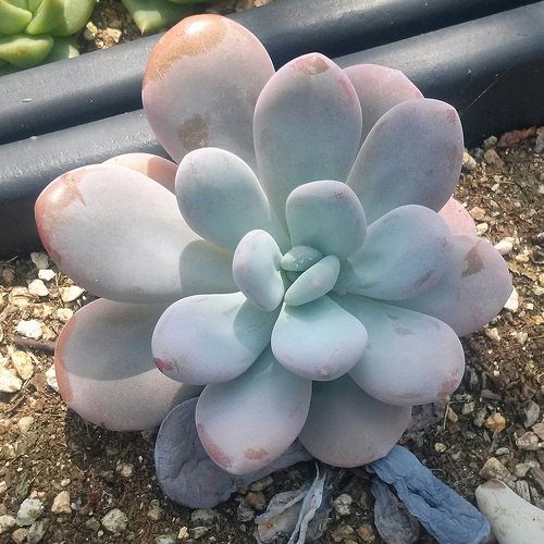 雪莲杂桃蛋 xGraptoveria 'Laon'