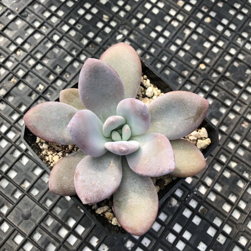 雪莲杂桃蛋 xGraptoveria 'Laon'