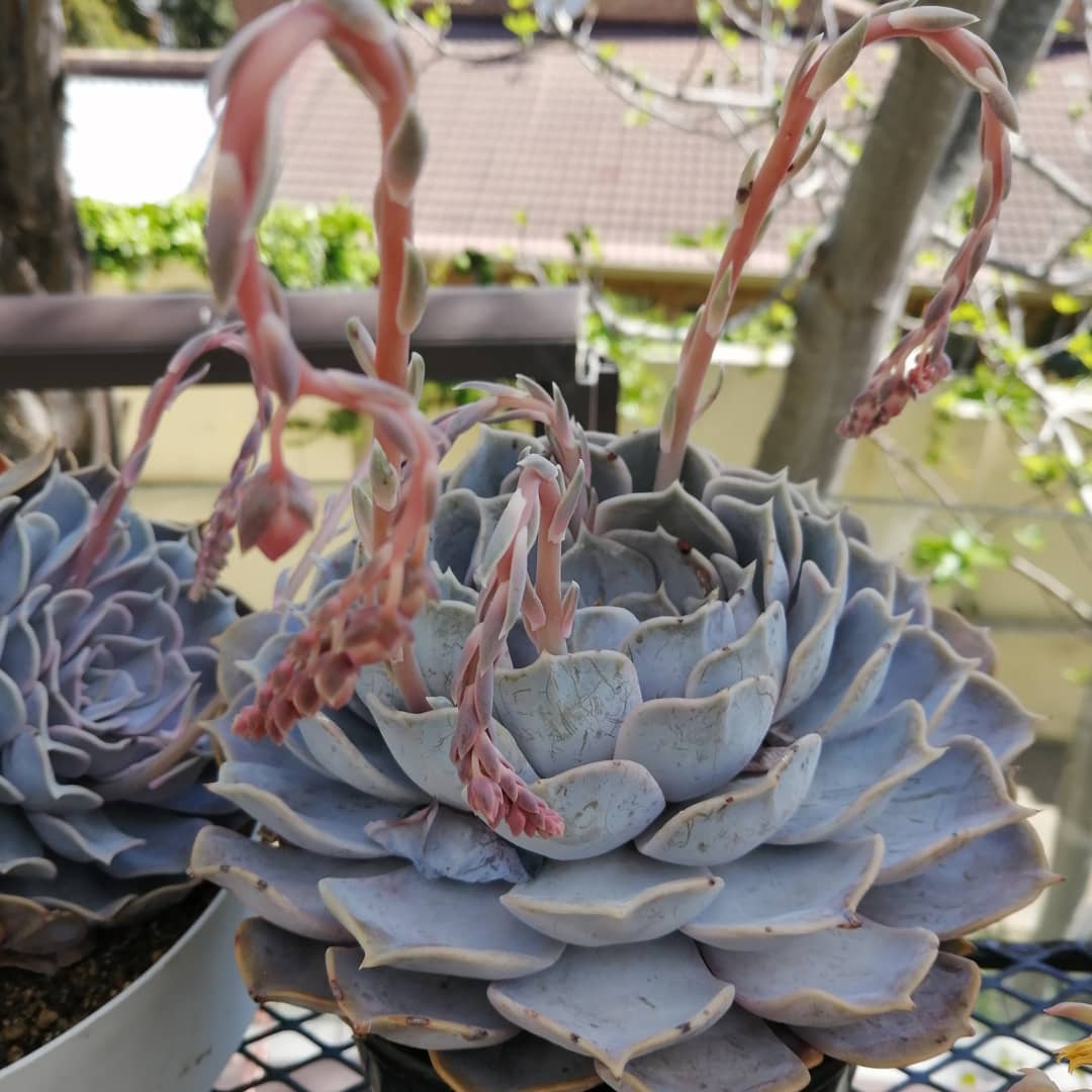 丽娜莲 Echeveria lilacina