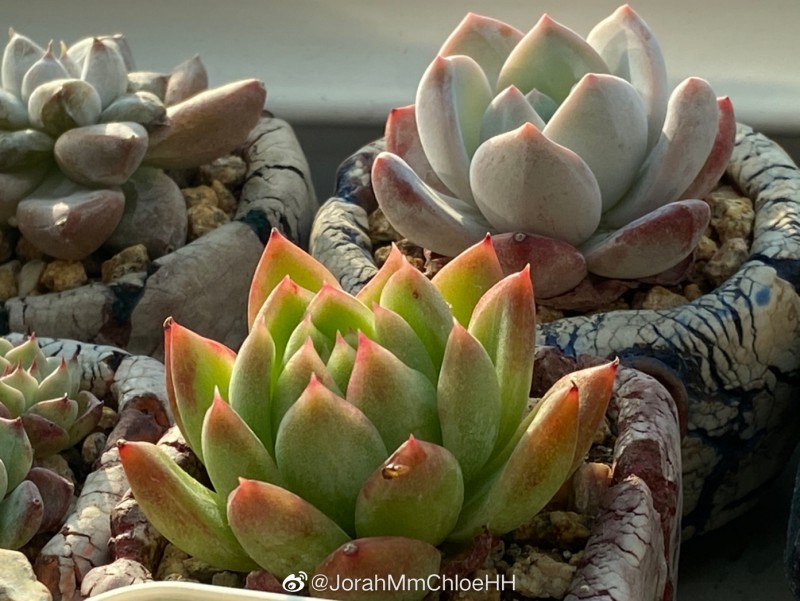 罗西塔 Echeveria agavoides 'Rosita' 