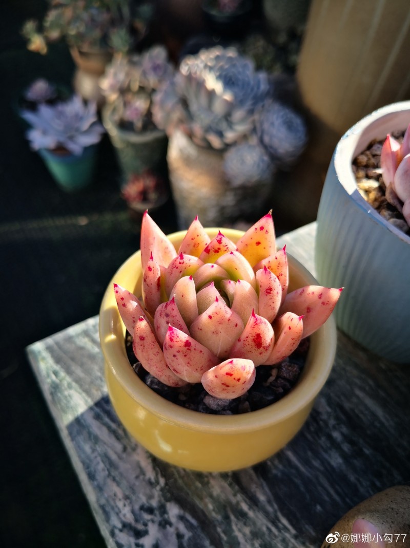 罗西塔 Echeveria agavoides 'Rosita' 