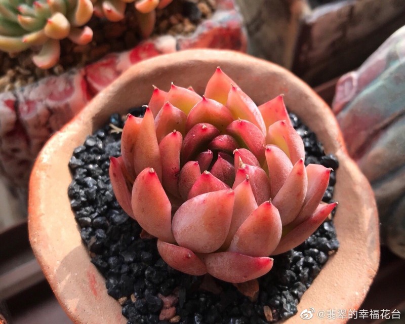 罗西塔 Echeveria agavoides 'Rosita' 