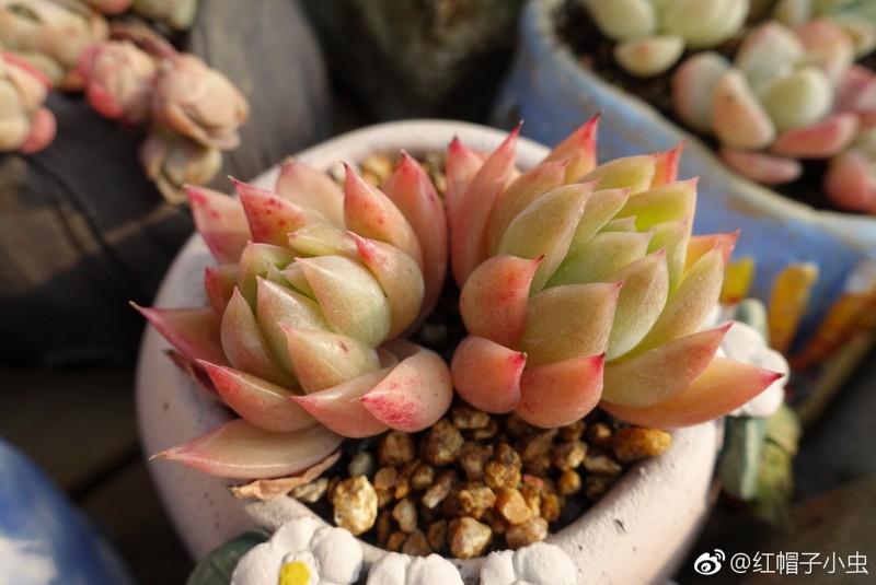 罗西塔 Echeveria agavoides 'Rosita' 