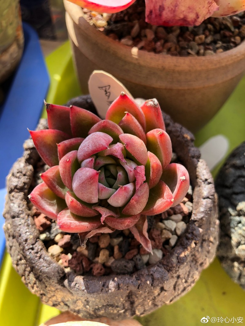 罗西塔 Echeveria agavoides 'Rosita' 