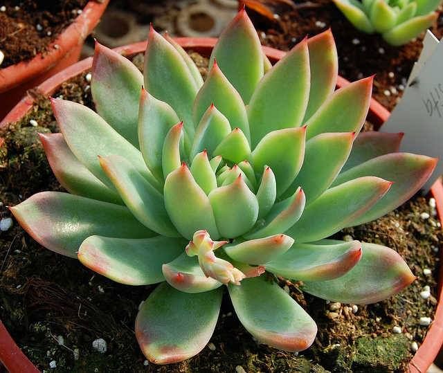 罗西塔 Echeveria agavoides 'Rosita' 