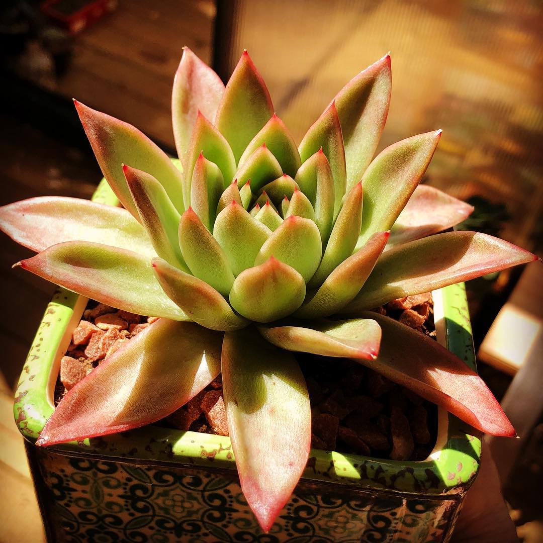 罗西塔 Echeveria agavoides 'Rosita' 