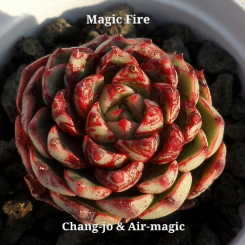 Echeveria 'Magic Fire' 魔焰