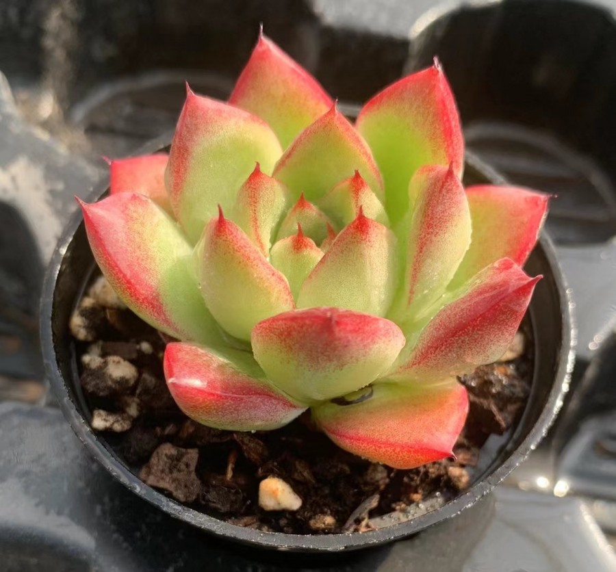 梦幻女王 Echeveria 'Dream Queen'