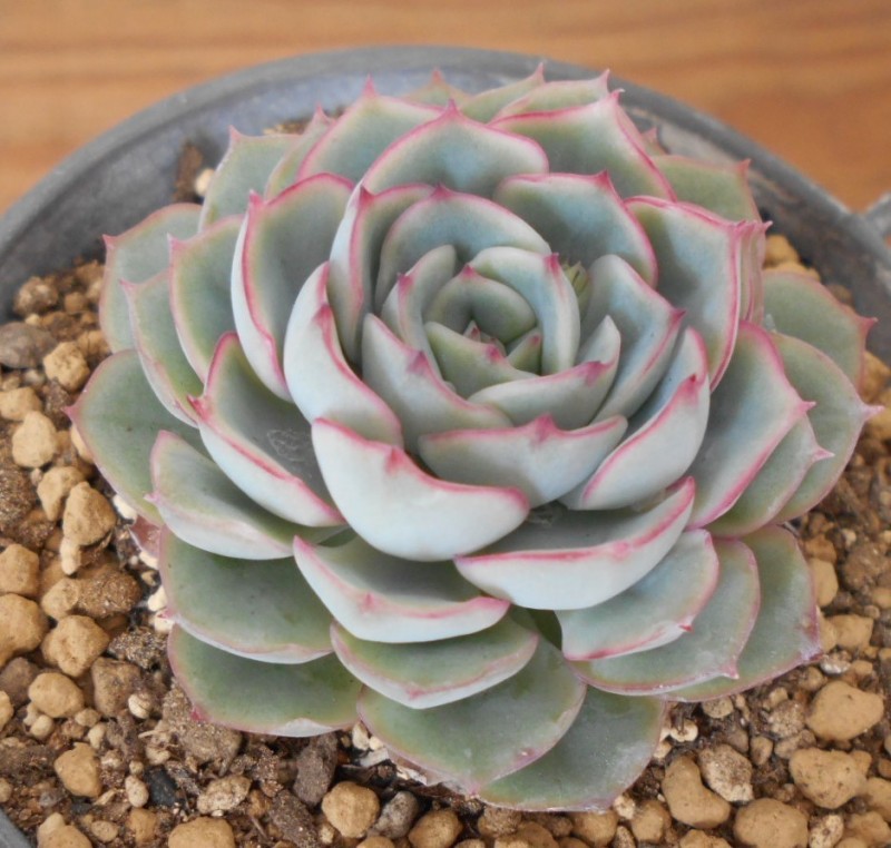 魅惑之月 Echeveria 'Miwakunotsuk'