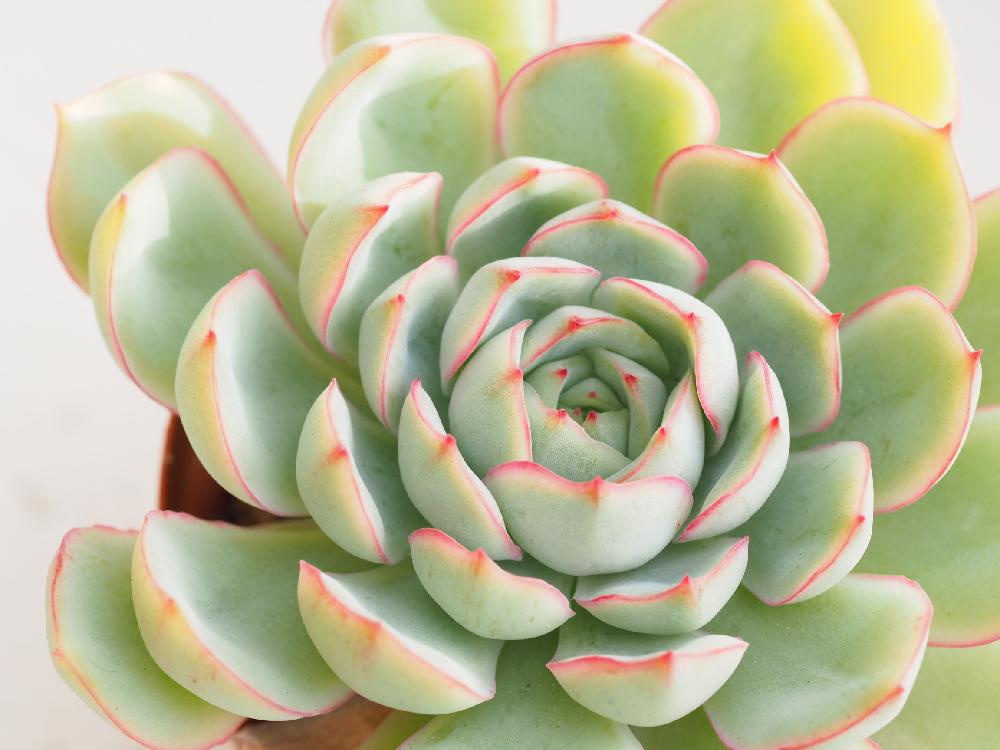 魅惑之月 Echeveria 'Miwakunotsuk'