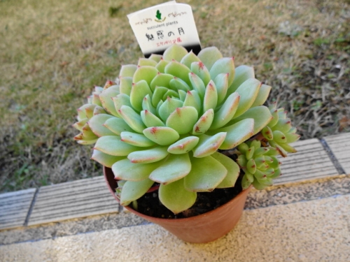 魅惑之月 Echeveria 'Miwakunotsuk'
