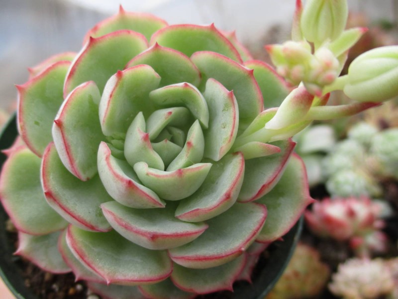 魅惑之月 Echeveria 'Miwakunotsuk'