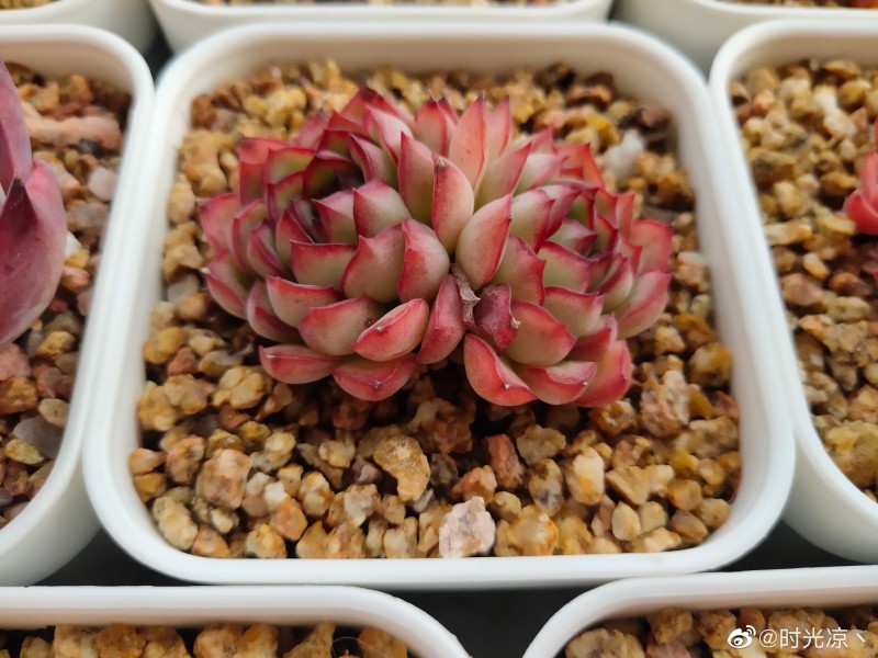小红衣和花月夜咋的梦幻玫瑰