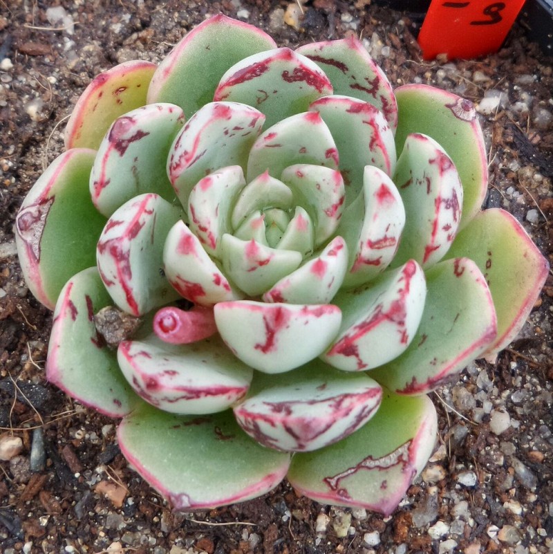 魔焰 Echeveria 'Magic Fire'