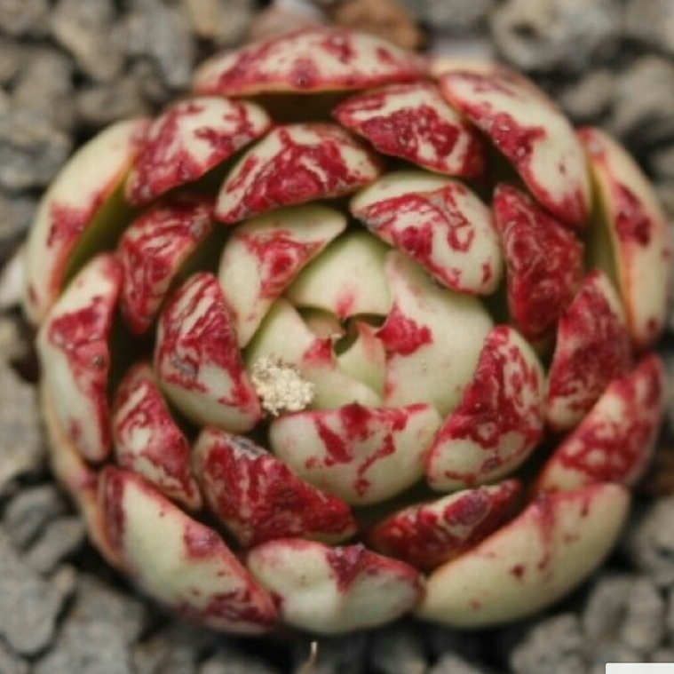 魔焰 Echeveria 'Magic Fire'