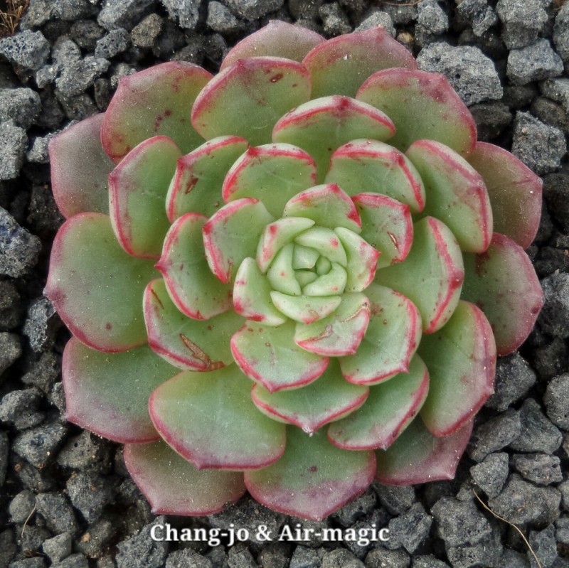 魔焰 Echeveria 'Magic Fire'