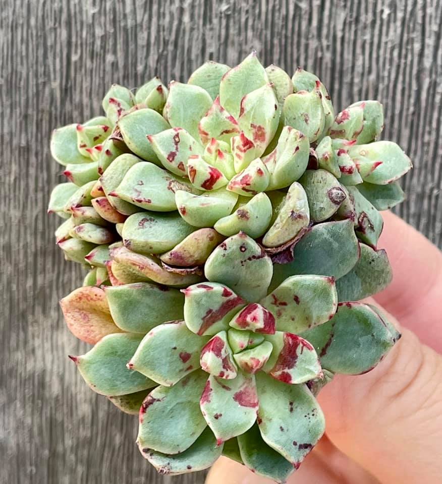 魔焰 Echeveria 'Magic Fire'