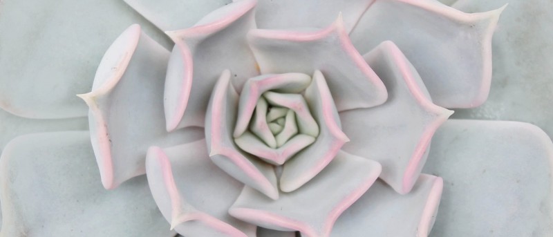 月亮珍珠 Echeveria 'Moon Pearl'