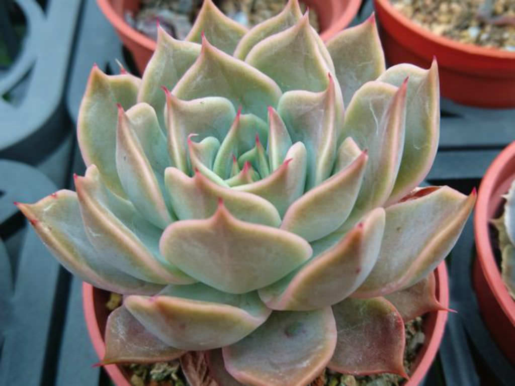 拿铁玫瑰 Echeveria 'Latte Rose'