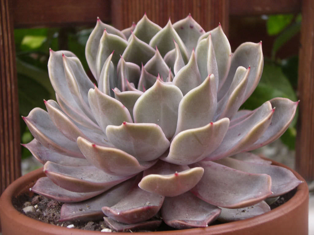 拿铁玫瑰 Echeveria 'Latte Rose'