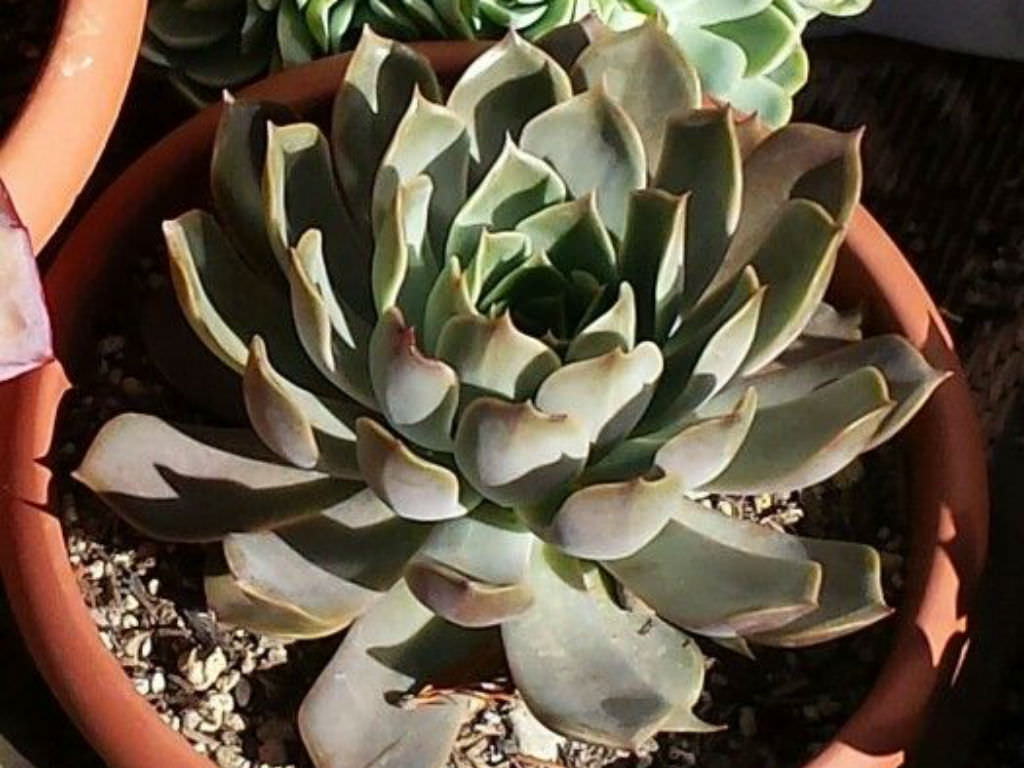 拿铁玫瑰 Echeveria 'Latte Rose'