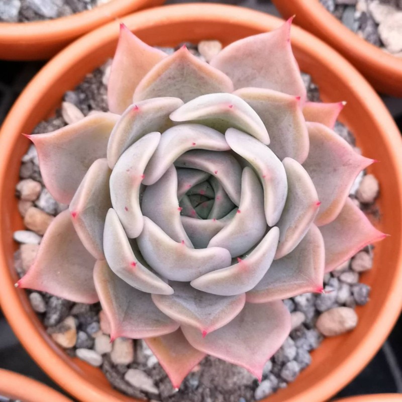 拿铁玫瑰 Echeveria 'Latte Rose'