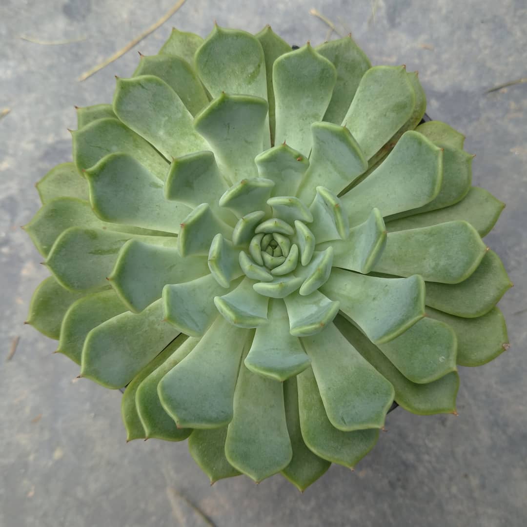 诺玛 Echeveria 'Norma'