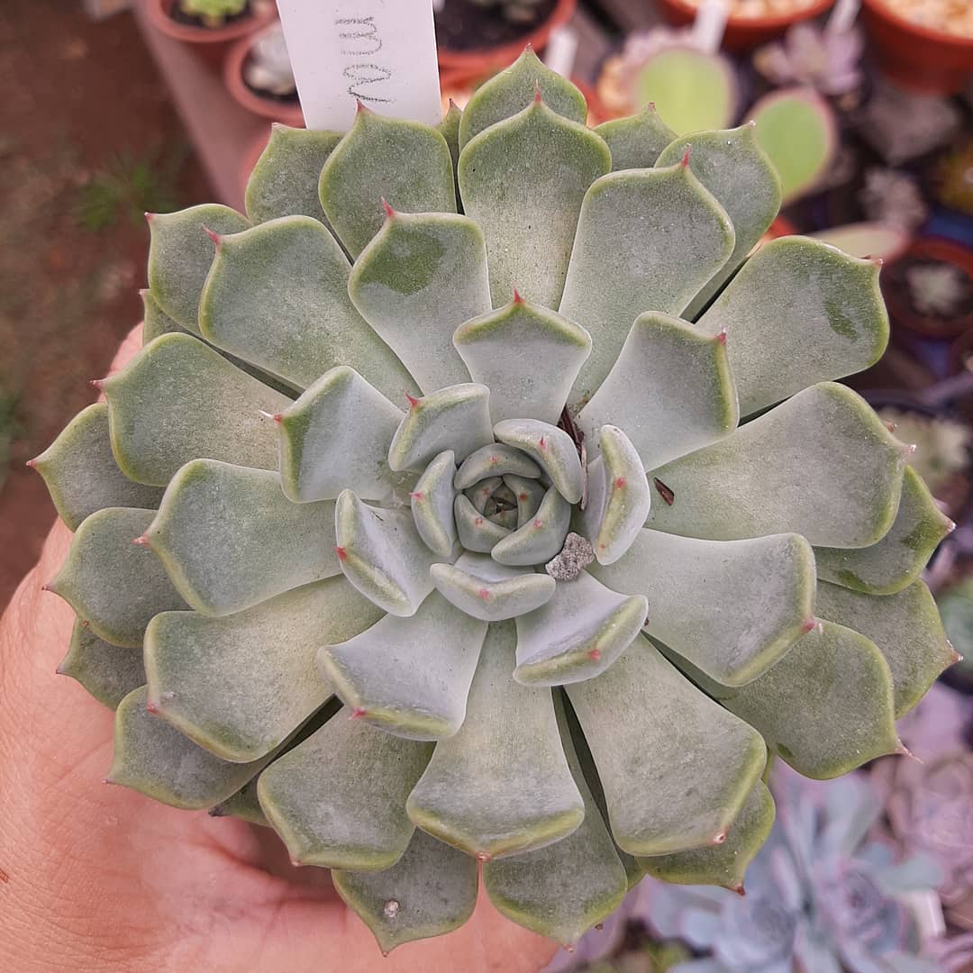 诺玛 Echeveria 'Norma'