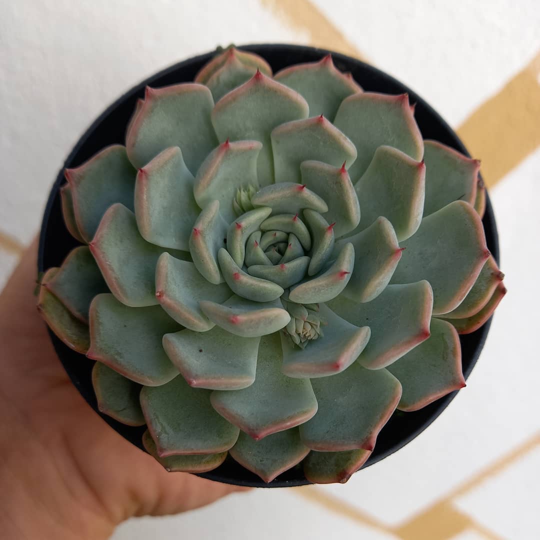 诺玛 Echeveria 'Norma'