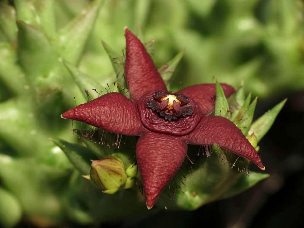 柠檬豹皮花 Orbea semota subs. orientalis