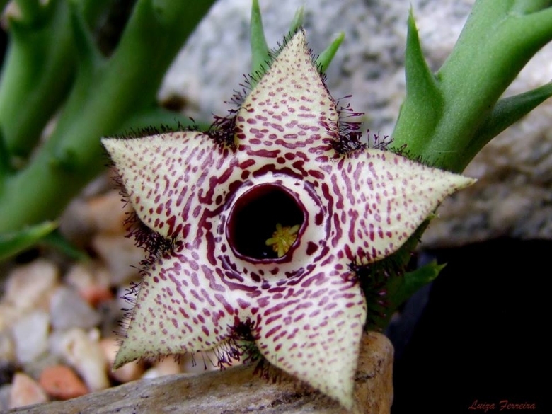 火山豹皮花 Orbea paradoxa