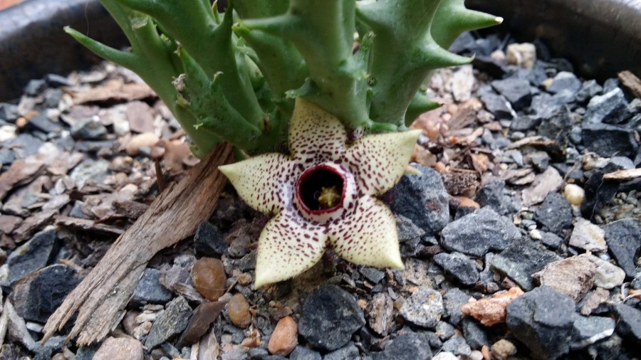 火山豹皮花 Orbea paradoxa