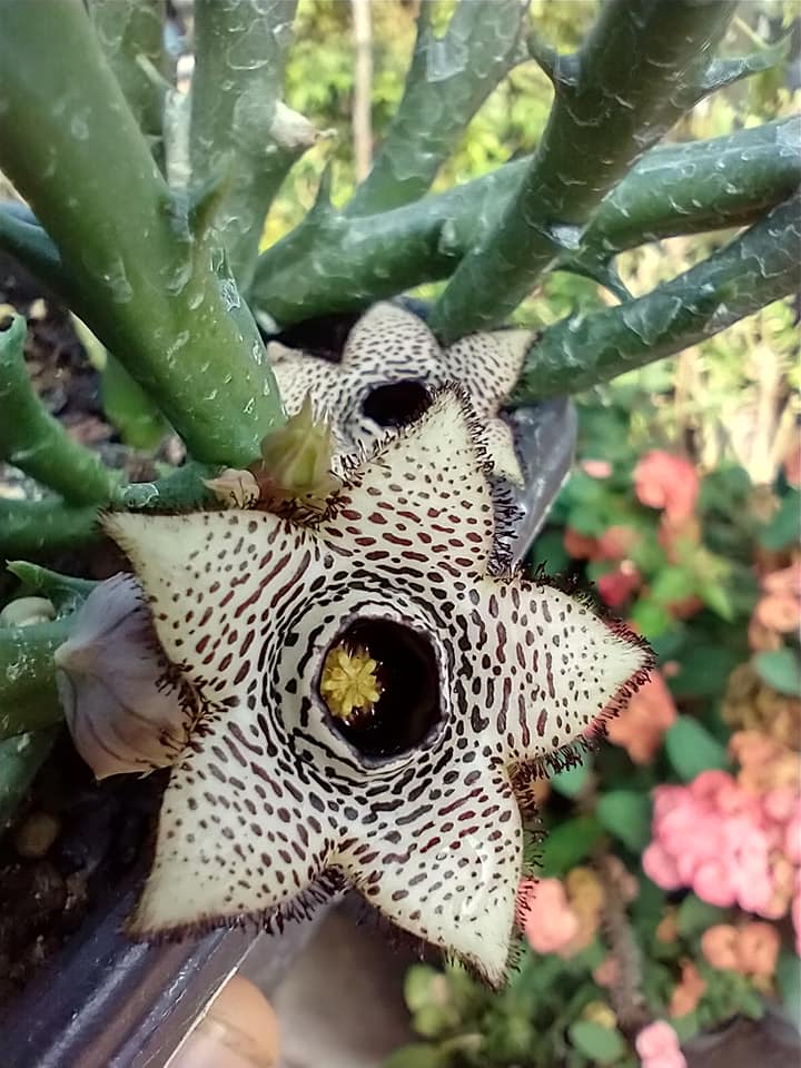 火山豹皮花 Orbea paradoxa