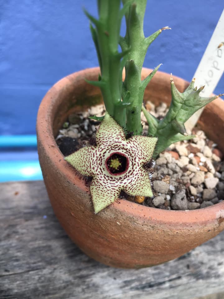 火山豹皮花 Orbea paradoxa