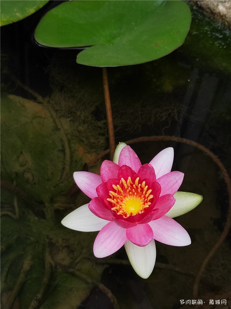 睡莲