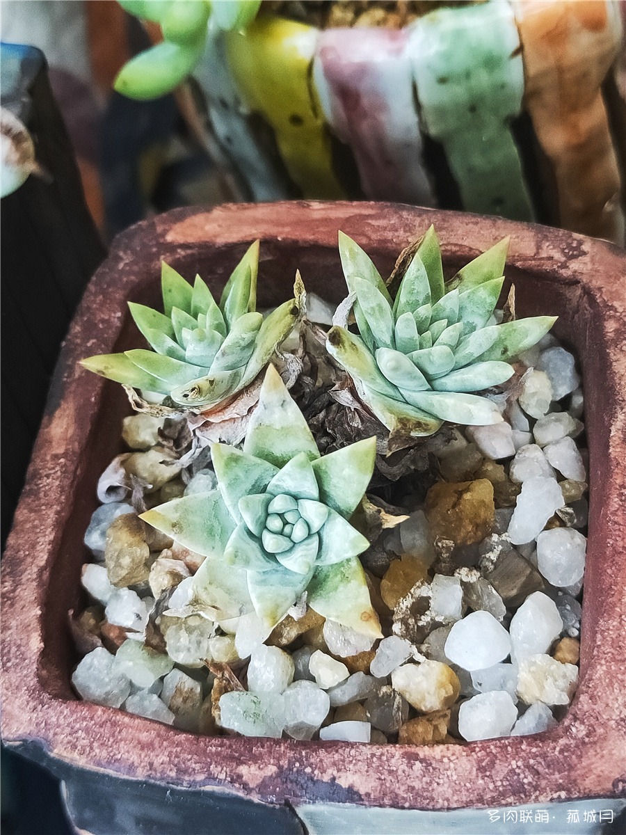 白菊