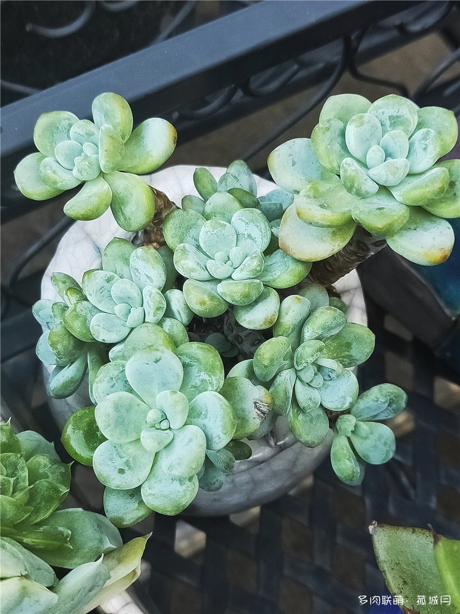 劳尔