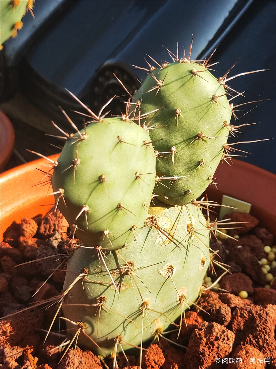 黑旋风硫黄