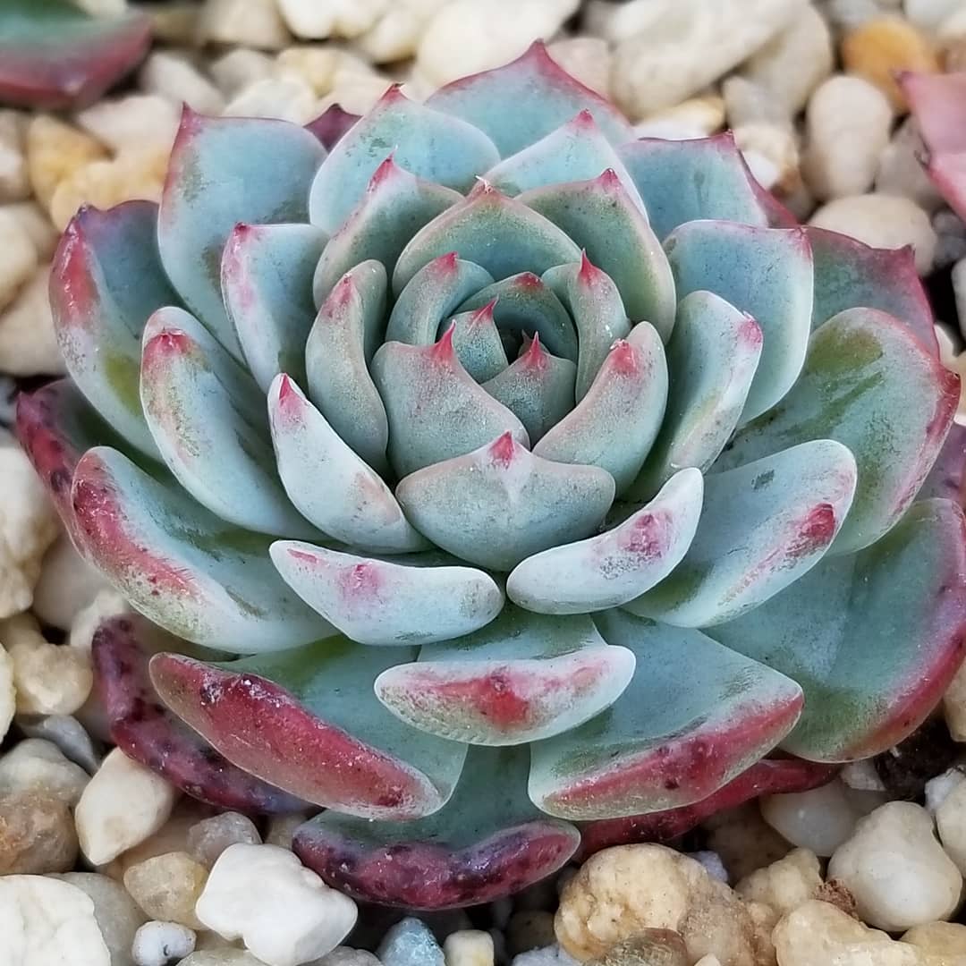 红月 Echeveria 'Red Moon'