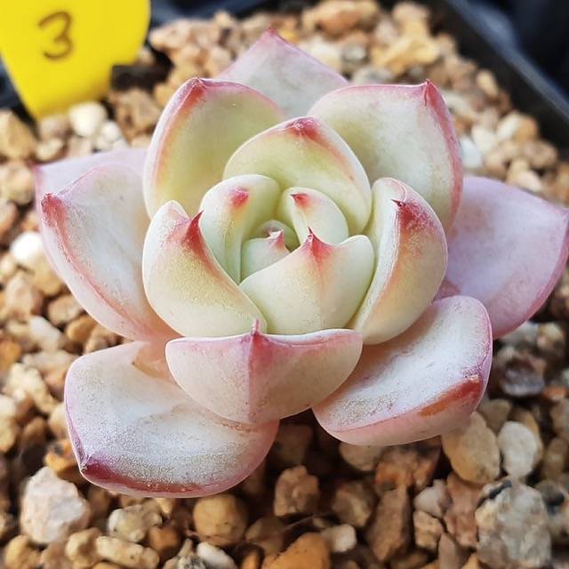 红月 Echeveria 'Red Moon'