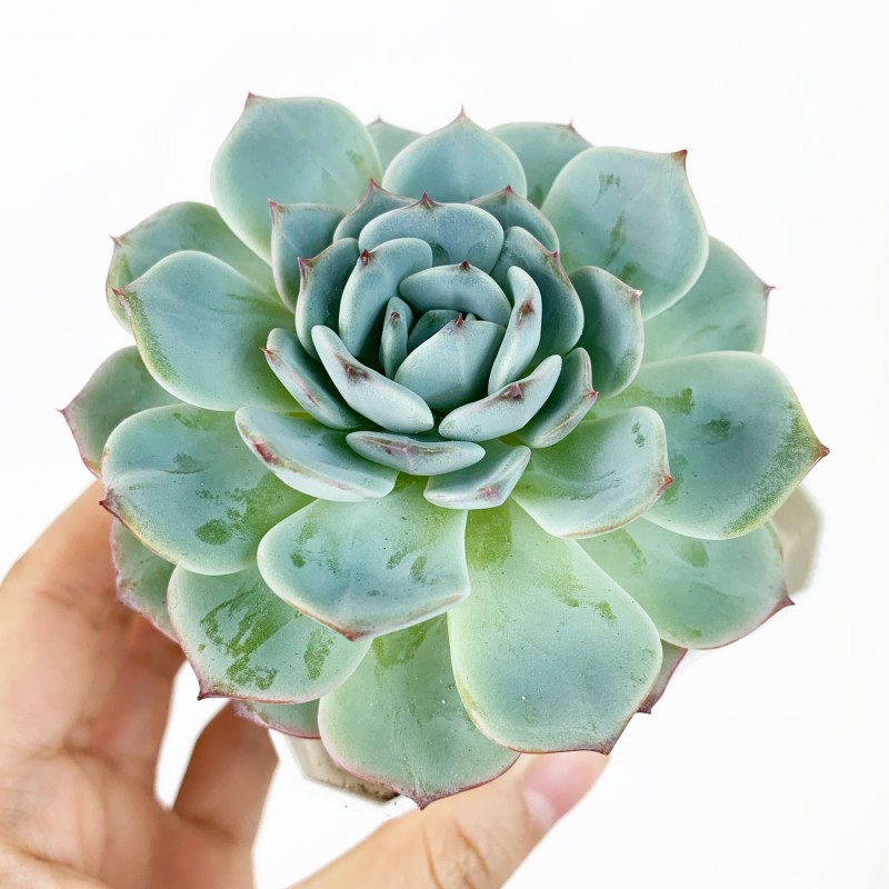 红月 Echeveria 'Red Moon'